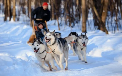 Dog Sledding in Stowe