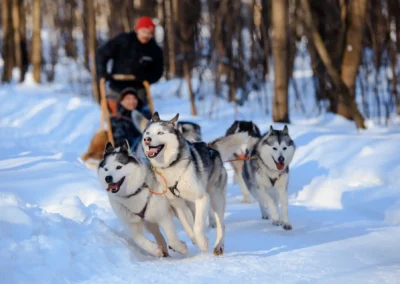 Dog Sledding in Stowe