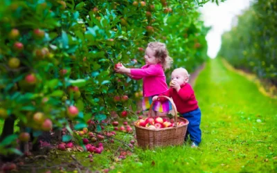 The Ultimate Guide to Apple Picking near Stowe, VT